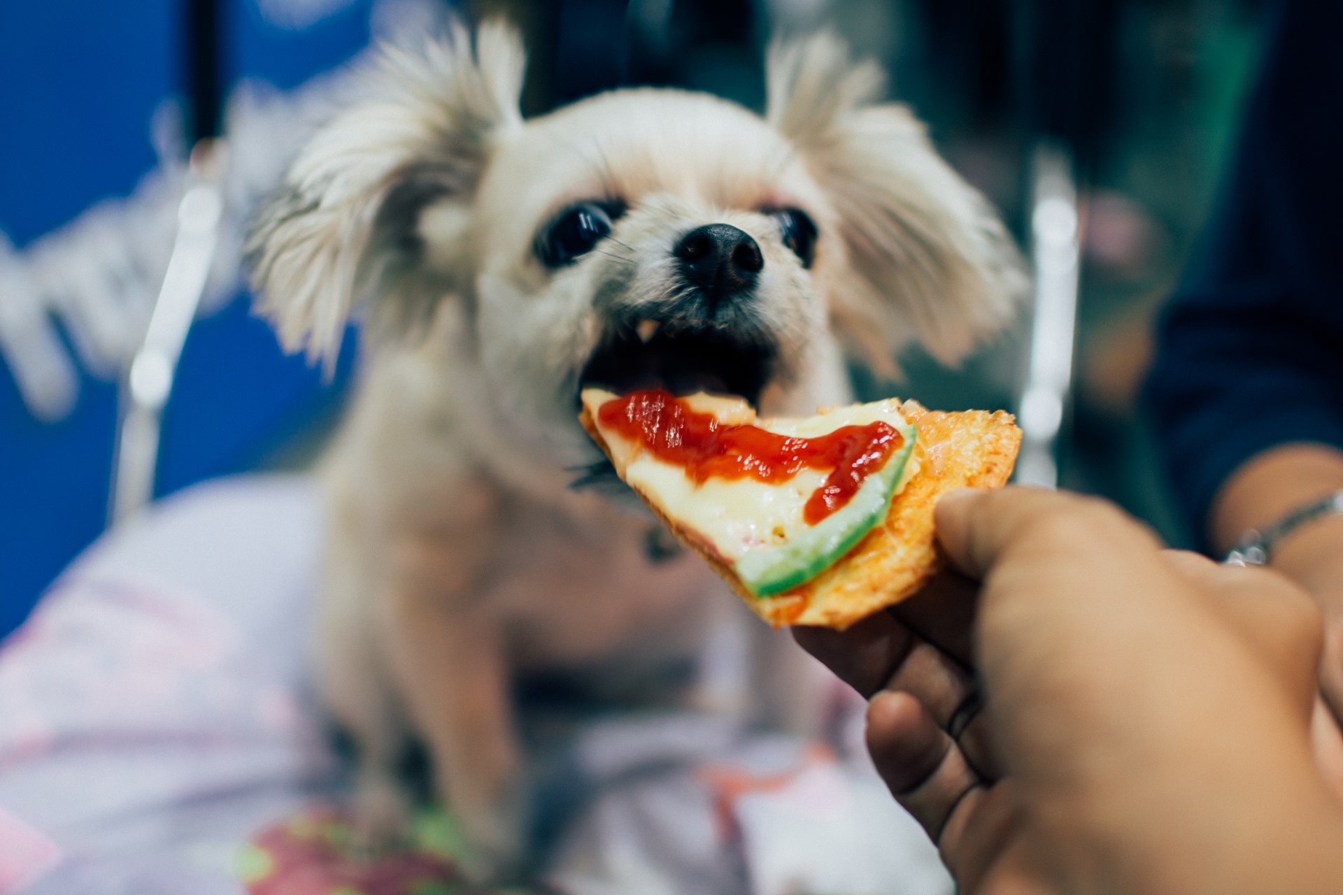 dlaczego pies nie chce jeść