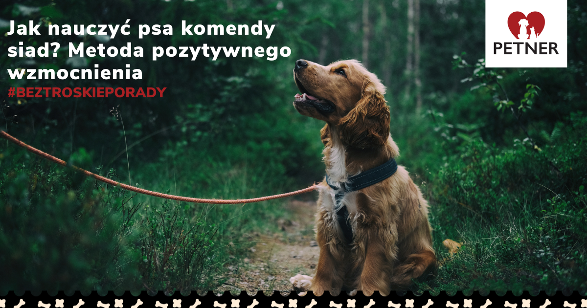 Jak Nauczyć Psa Komendy Siad? Szkolenie Pod Okiem Eksperta