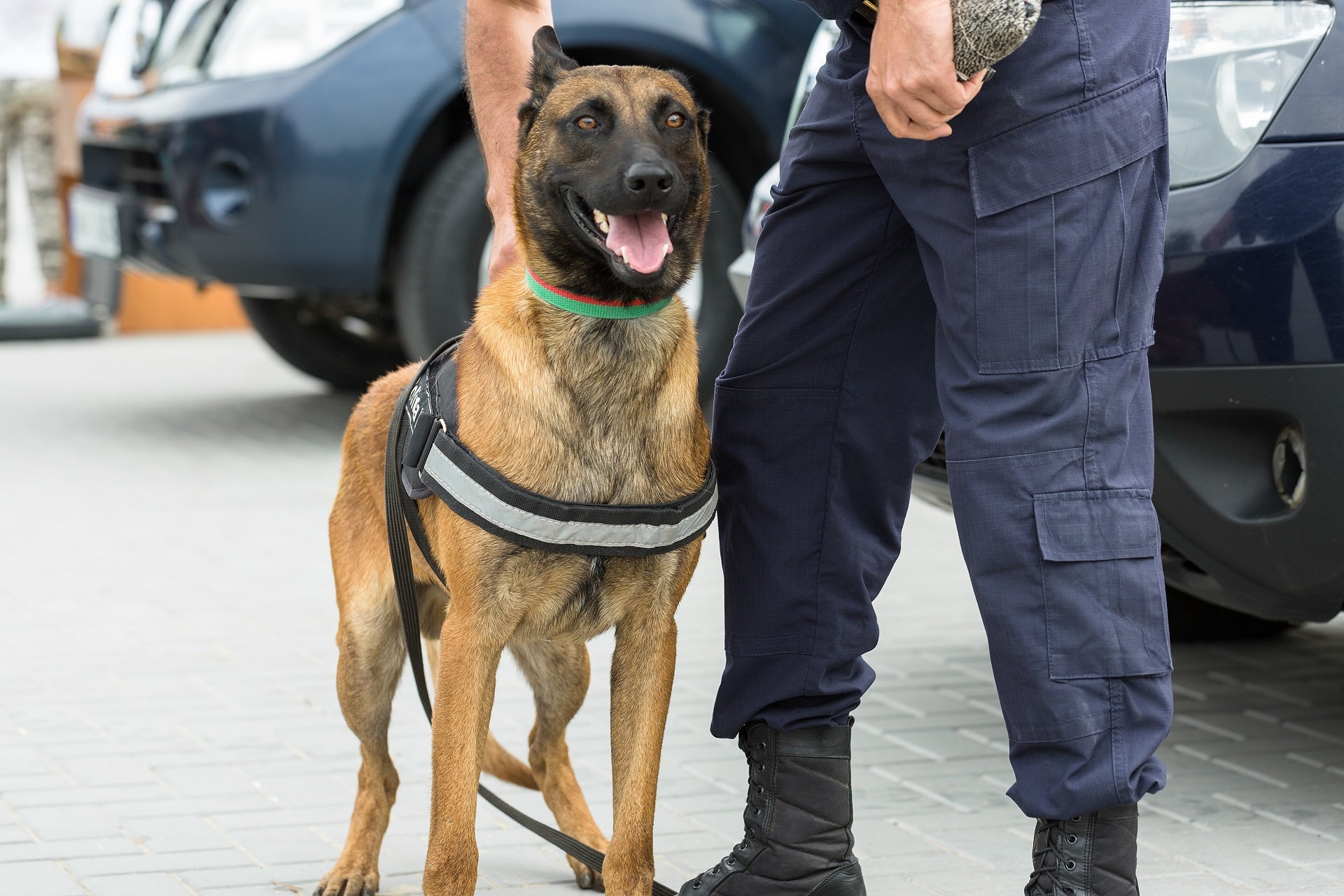 pies policyjny rasa