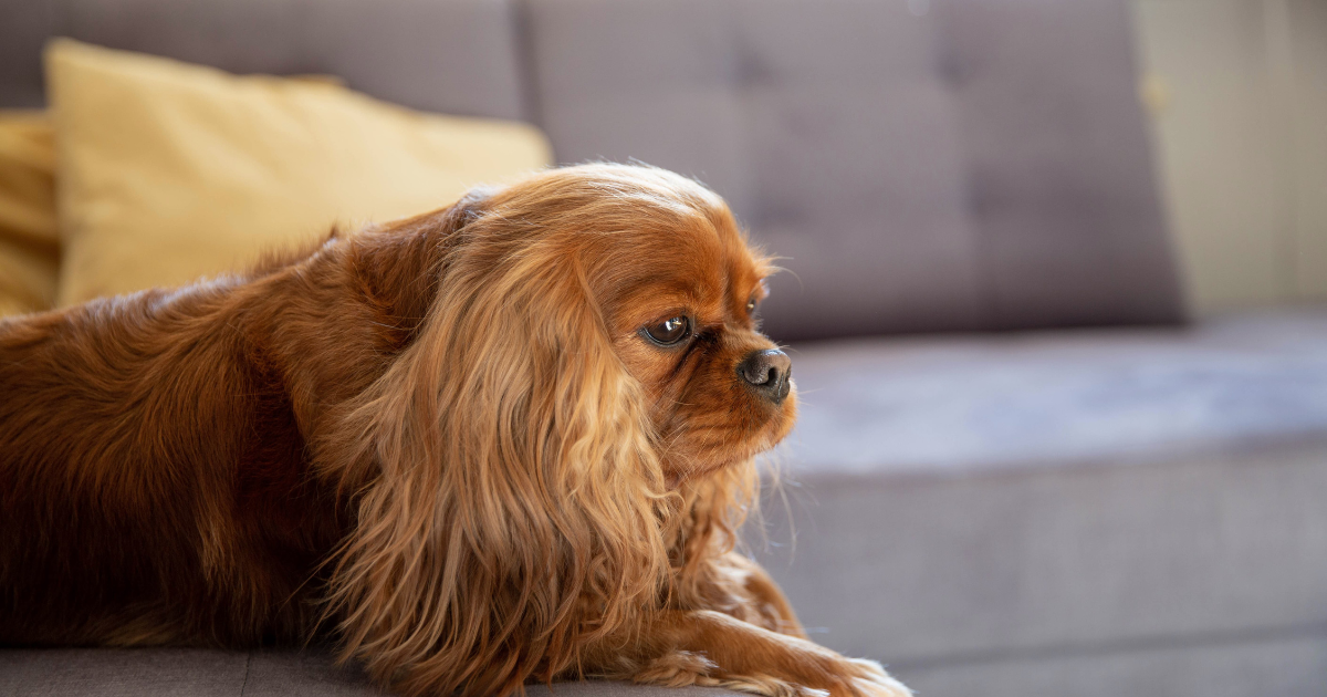Anemia u psa – objawy, leczenie i dieta