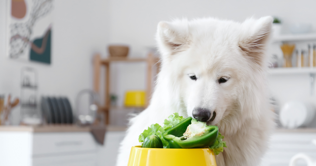 Czego nie może jeść pies? 7 najważniejszych grup