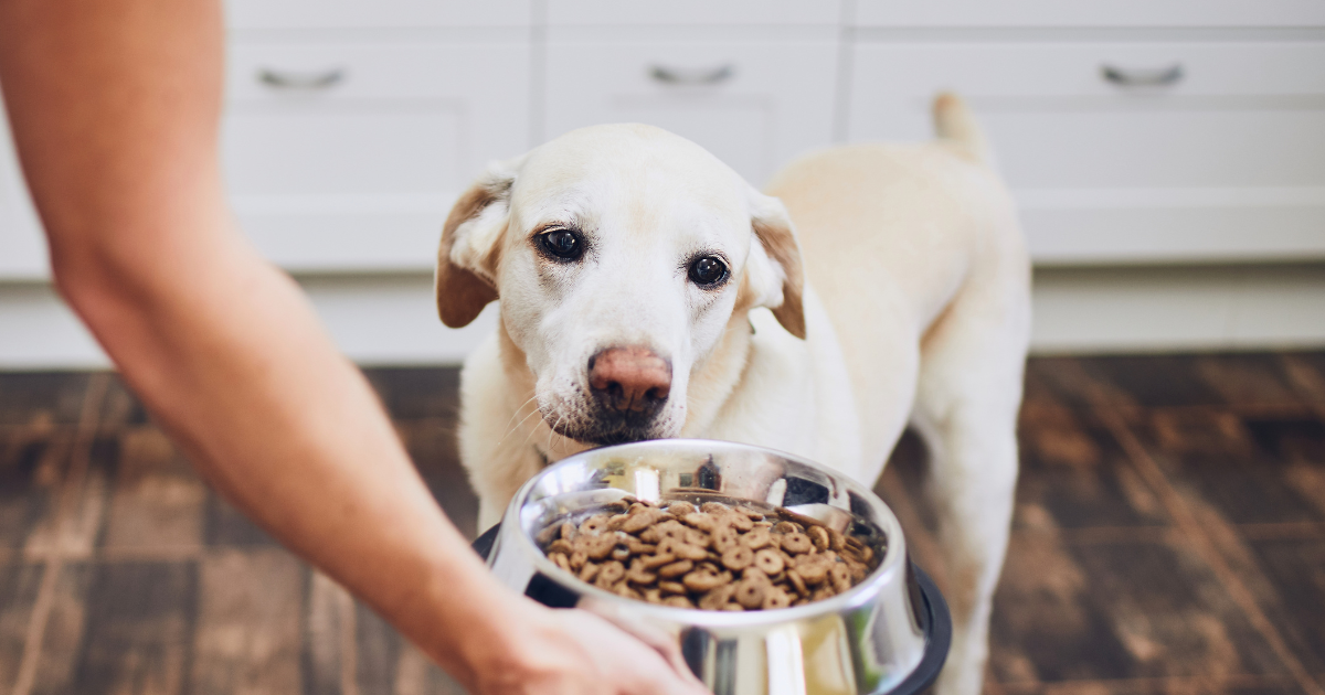 Ile powinien jeść pies? Oto odpowiedzi na najczęstsze pytania