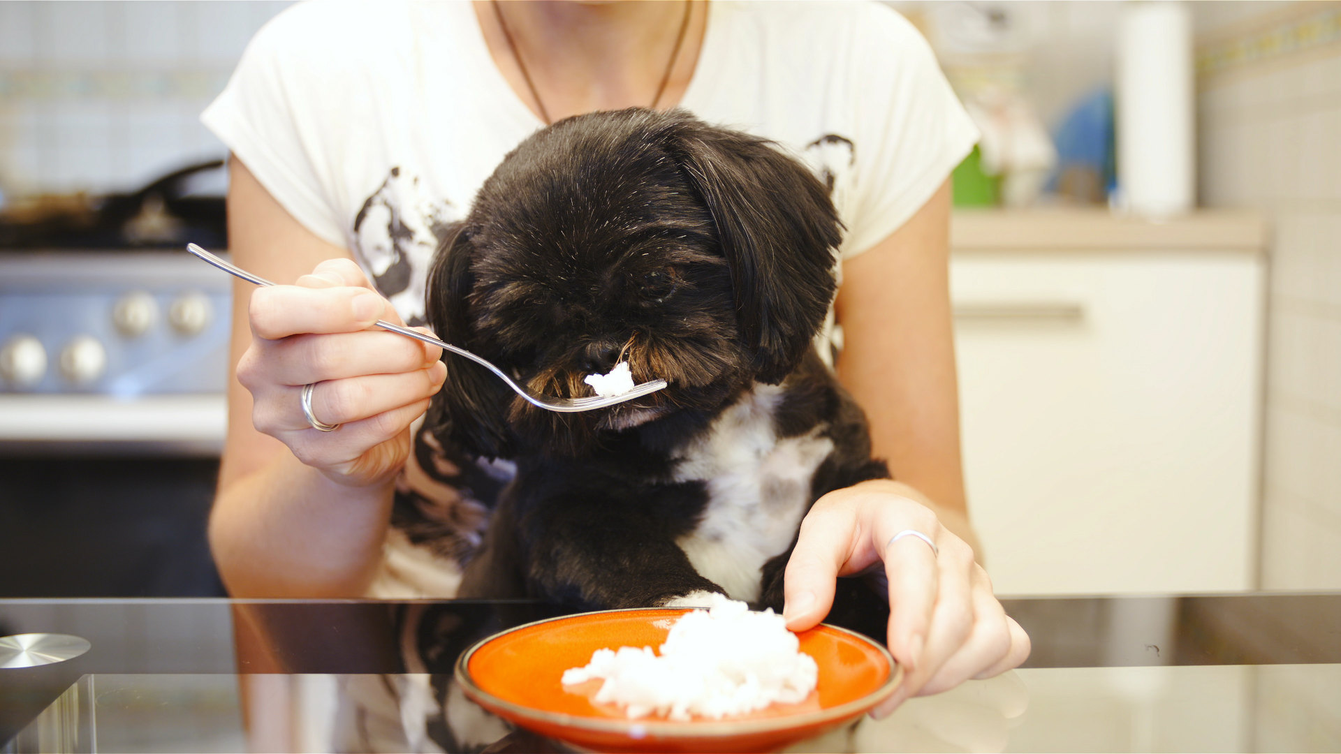 czy pies może jeść ryż