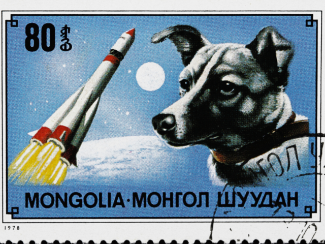 łajka pierwszy pies w kosmosie