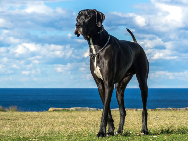 największe psy świata dog niemiecki