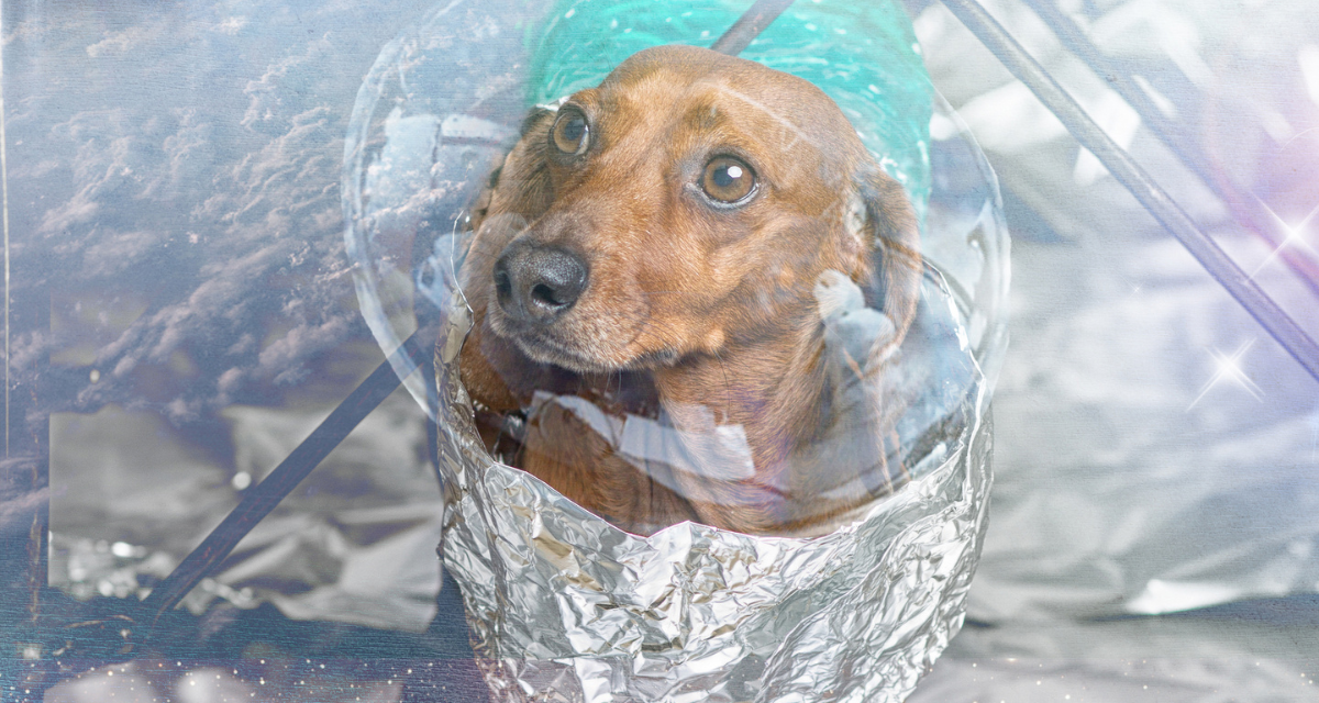 Pierwszy pies w kosmosie i inne historie o psich astronautach