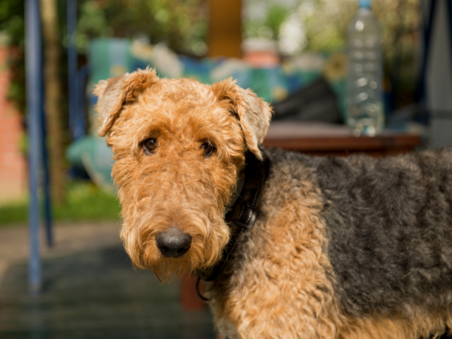 Airedale terrier pies obronny