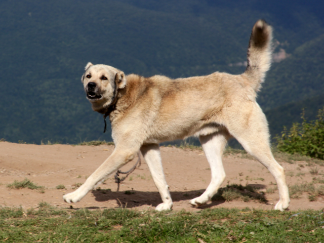 Anatolijski pies pasterski