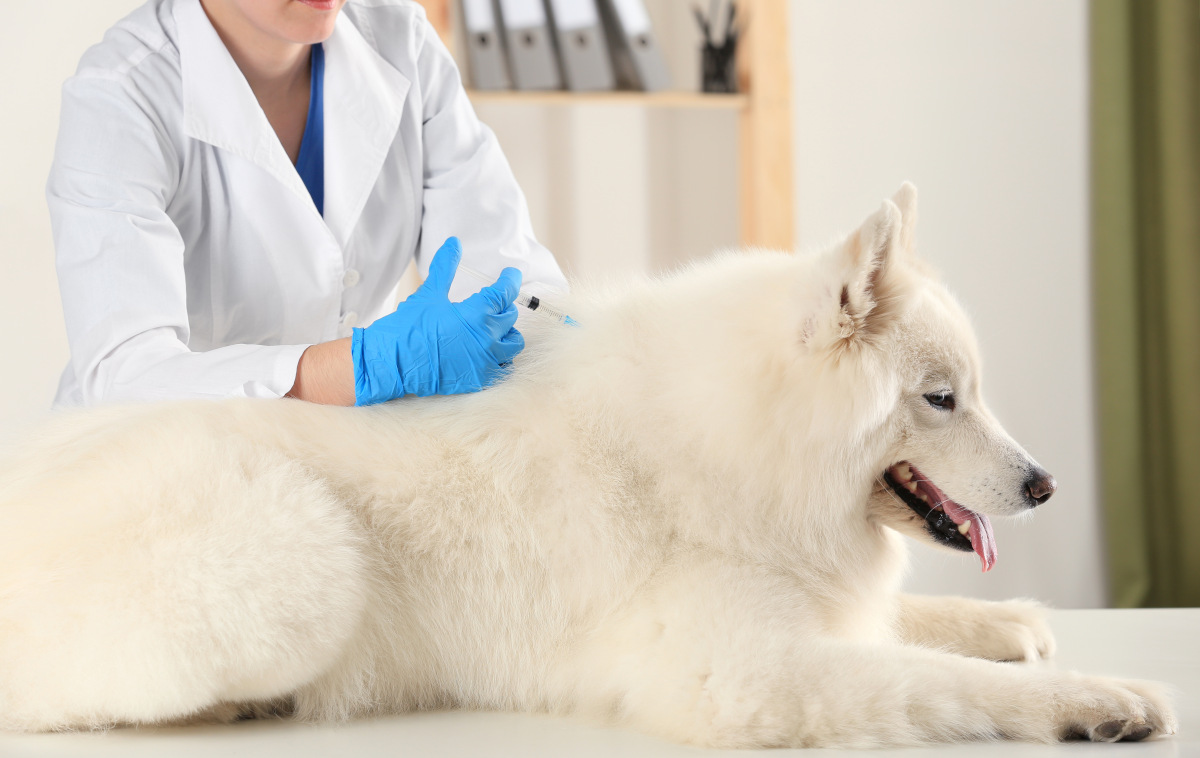 obowiązkowe szczepienia psa