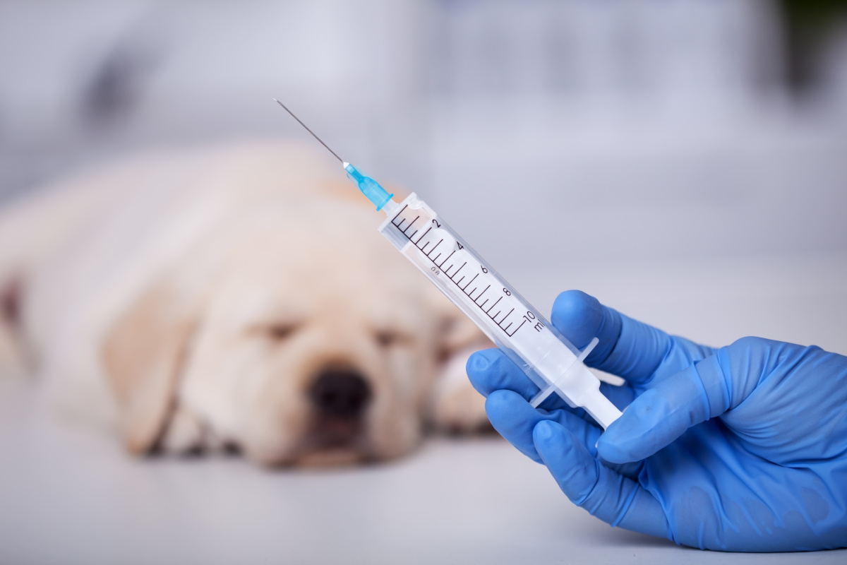 pierwsze szczepienie psa