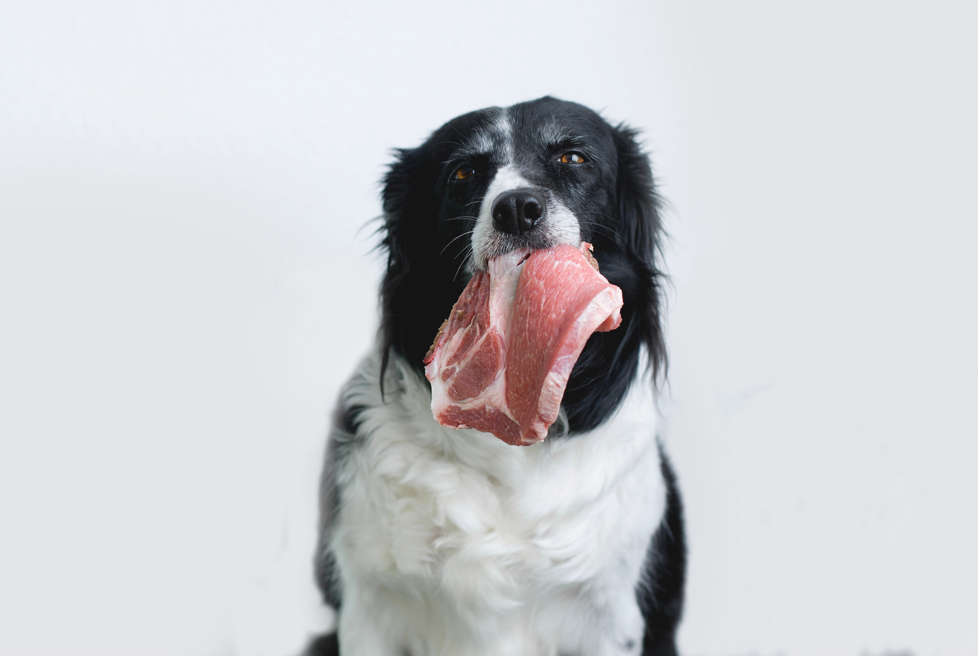 Czy pies może jeść surowe mięso