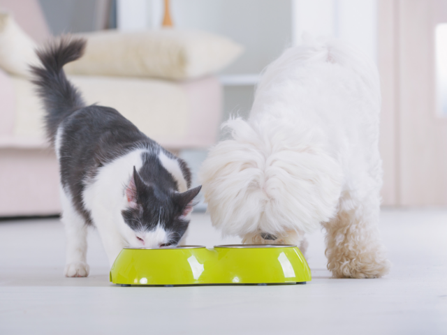 czy kot może jeść karmę dla psa