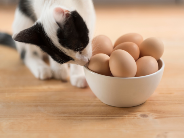czy kot może jeść jajka