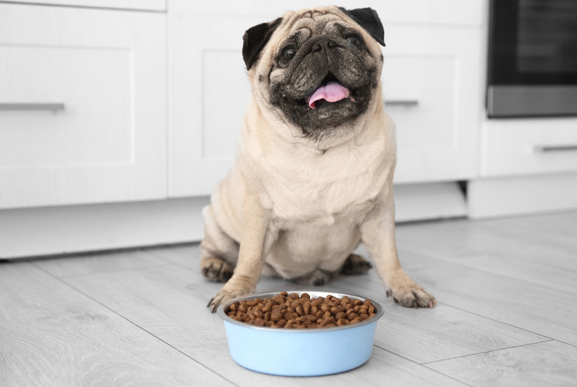 jak nauczyć psa jeść suchą karmę