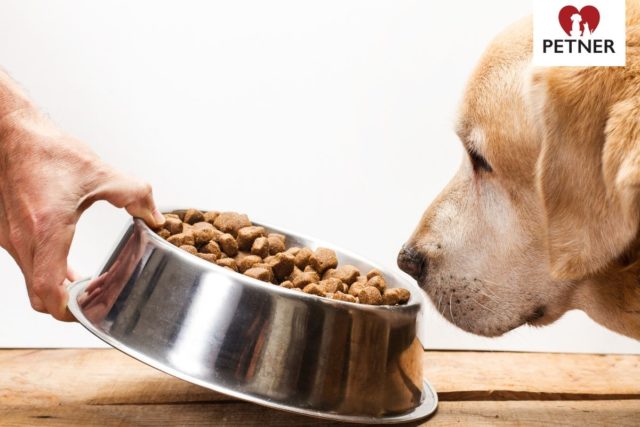 czy pies może jeść tylko suchą karmę?