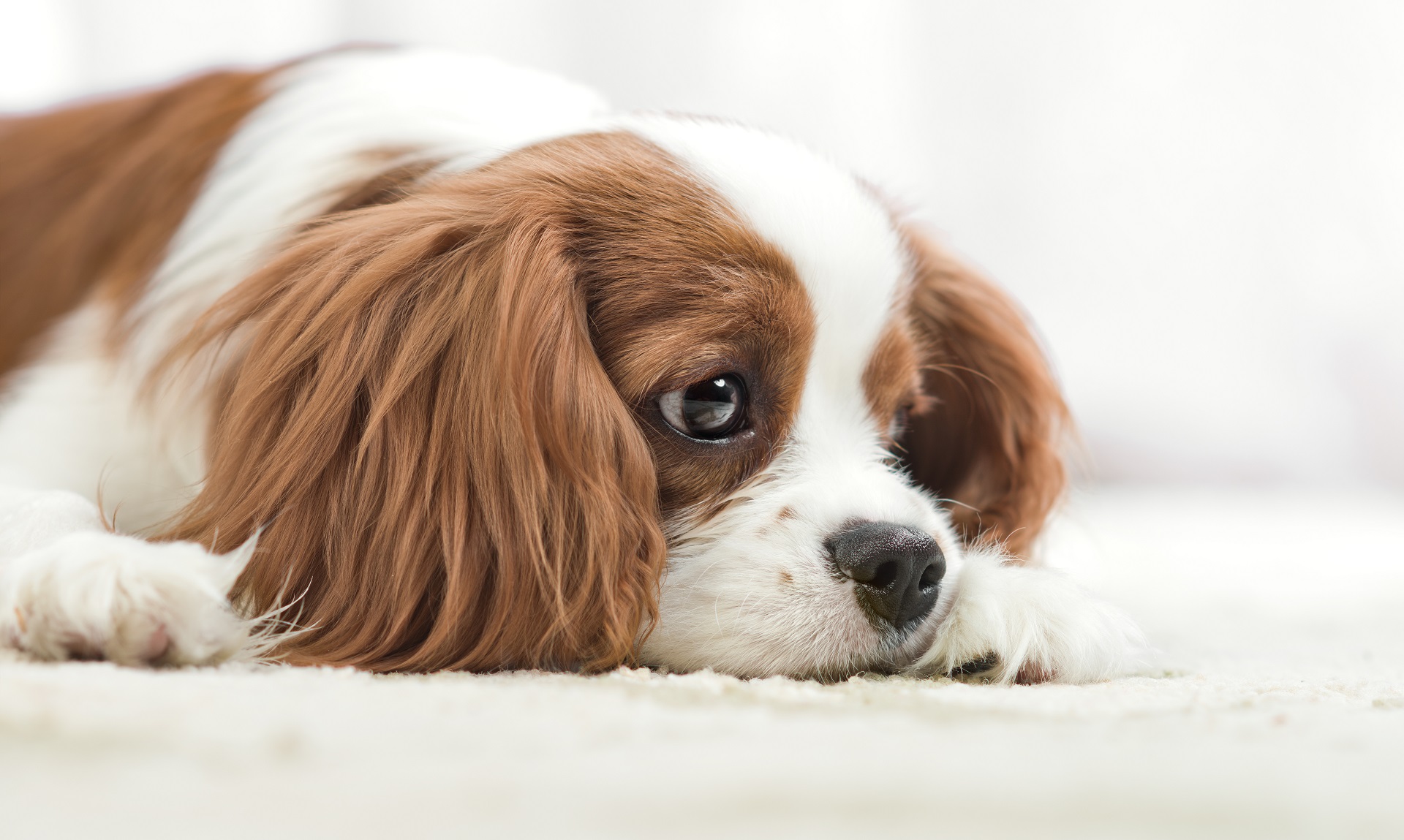 Alergia u psa. Objawy, przyczyny oraz leczenie uczulenia