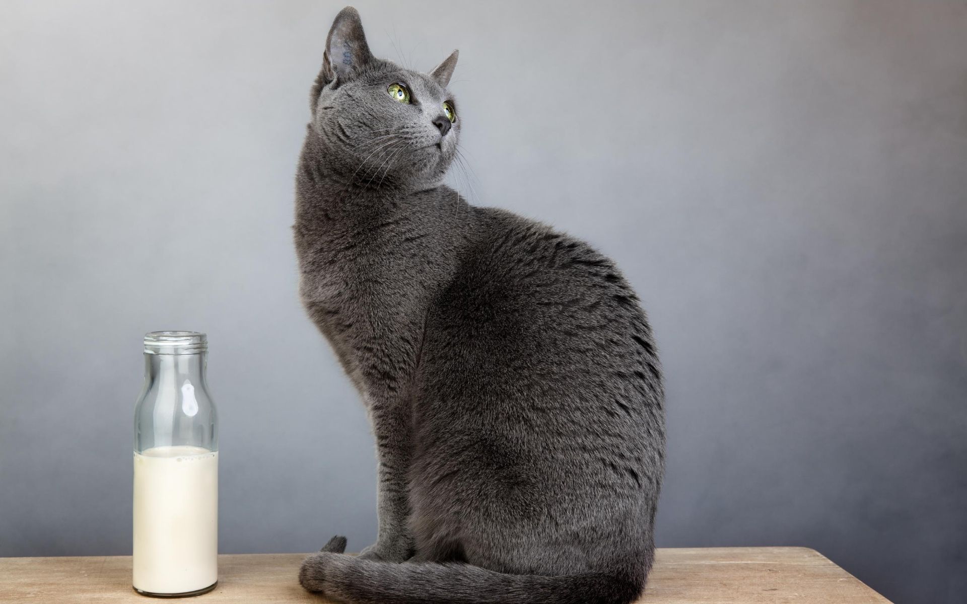 czy kot może pić mleko