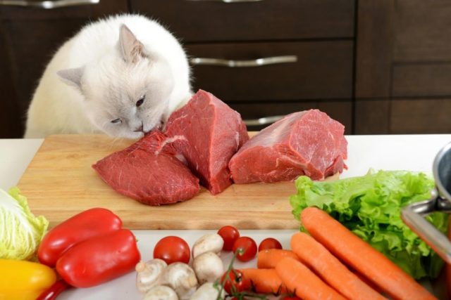 Surowe mięso – czy kot może je jeść?