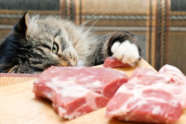 Jakie mięso podawać kotu?