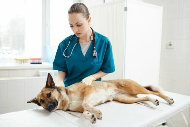cukrzyca u psa leczenie