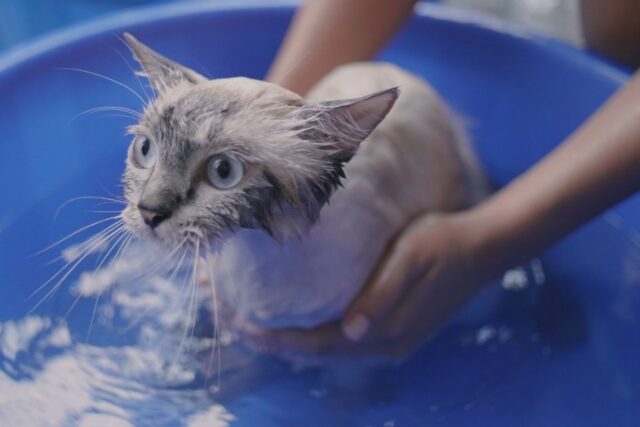 jak kąpać kota