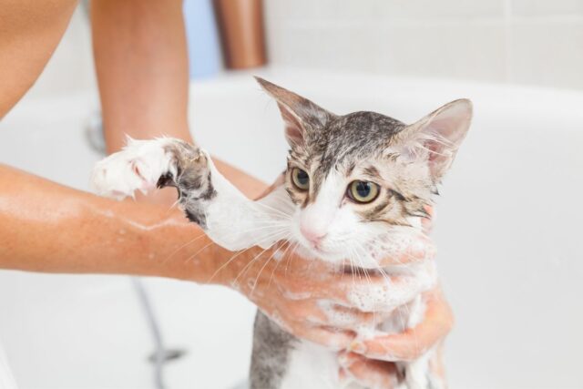 jak kąpać kota