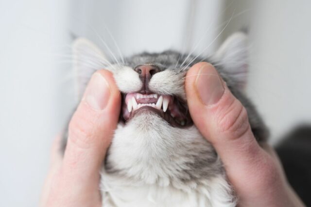 zęby kota