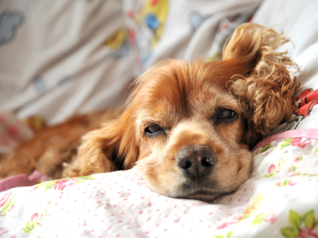 jaki pies do mieszkania? cocker spaniel