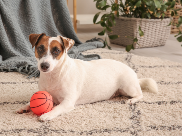 Pies do bloku jack russell terrier