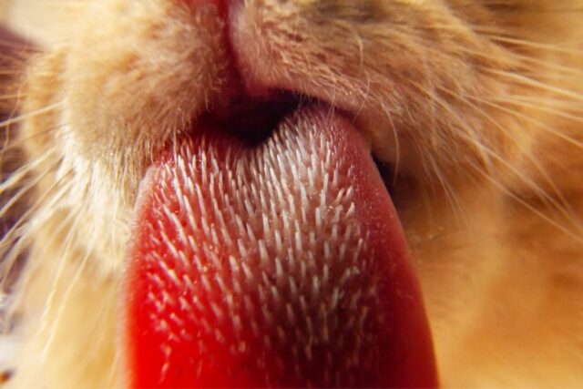 dlaczego koty mają szorstki język