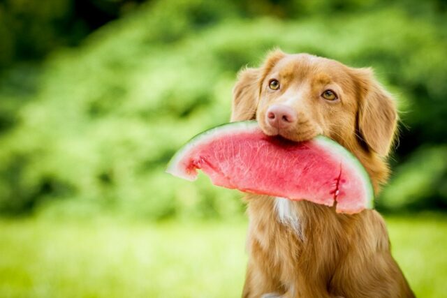 czy pies może jeść arbuza?