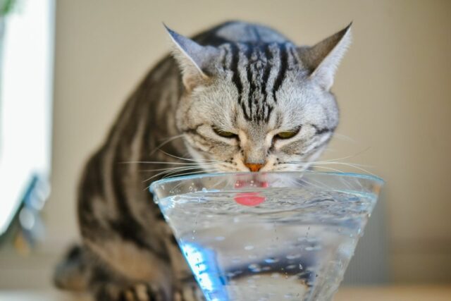 kot nie pije wody przyczyny 