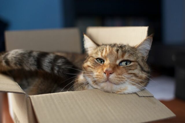 dlaczego koty lubią pudełka