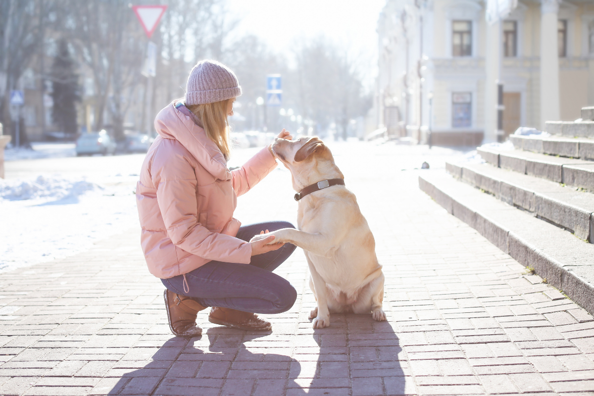На улице тепло хорошо. Джек Рассел зимой на улице. Женщина гуляет с собакой с добрым утром картинки. Щенок замерз стоковое фото.