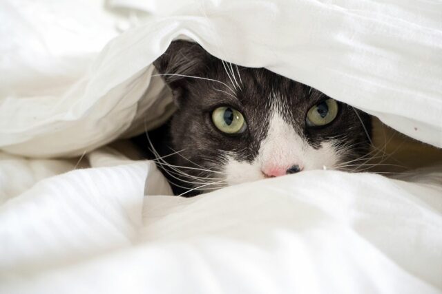 kot w łóżku 