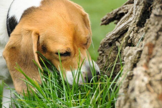 pies je trawę