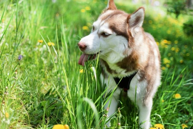 pies je trawę pomocy