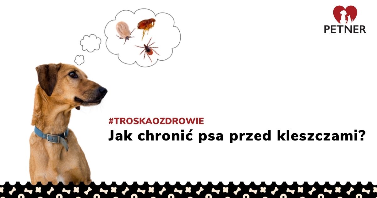 Jak Chronić Psa Przed Kleszczami Oto Nasze Wskazówki 5458