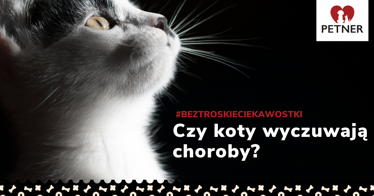 Czy Koty Wyczuwają Choroby Dowiedz Się Przeczytaj Artykuł 0252