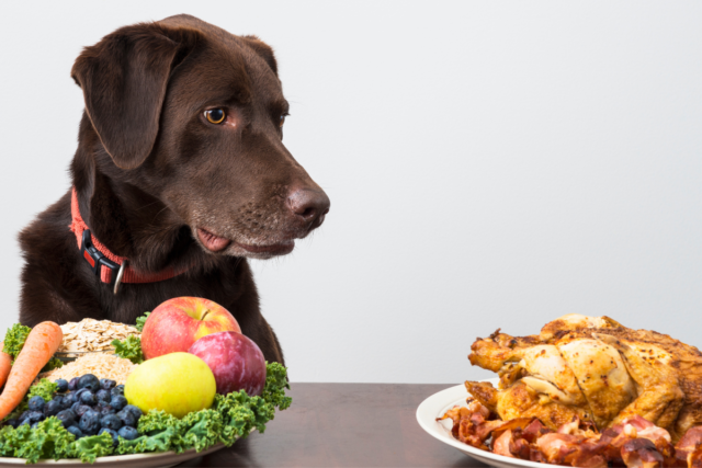 A czy pies może jeść truskawki, maliny i czereśnie?