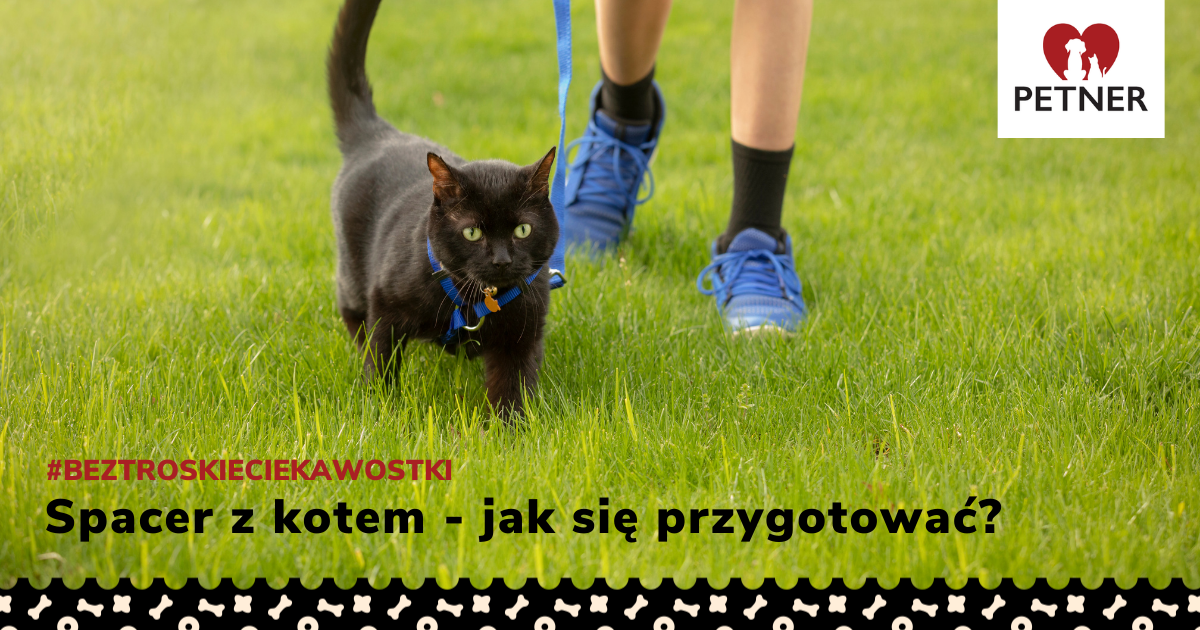 Spacer z kotem jak się przygotować i o czym pamiętać?