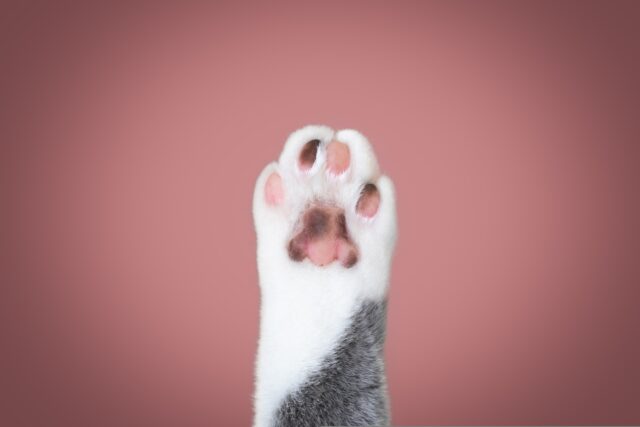 ile palców mają koty?