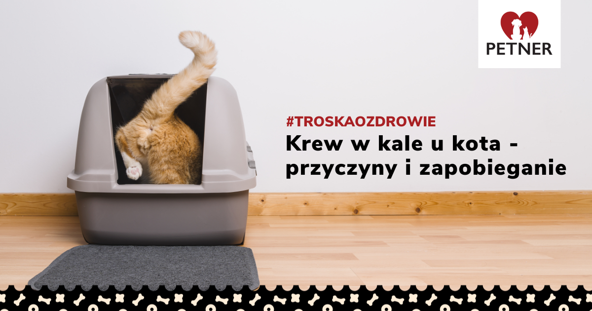 Krew W Kale Kota Przyczyny Objawy I Zapobieganie 0536