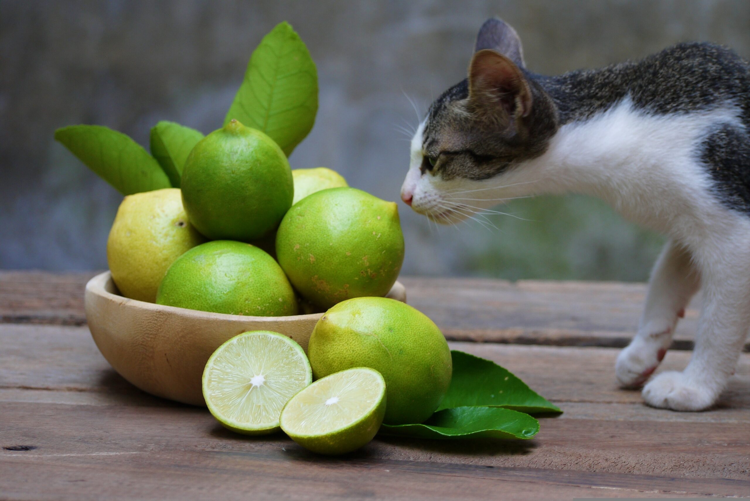 Сильный запах кошки. Кошки и цитрусовые. Кошка и лимон. Кошки не любят запах Ци. Кошка с фруктами.