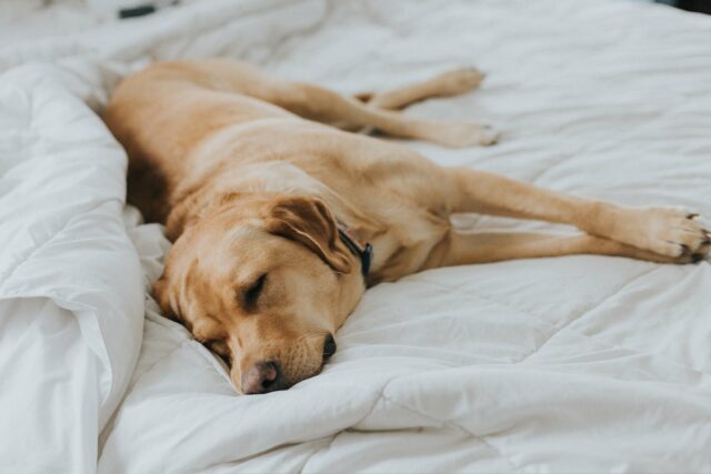 spanie z psem 