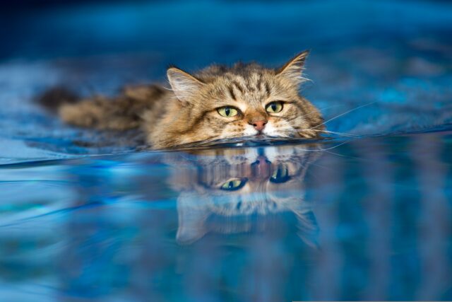dlaczego koty nie lubią wody