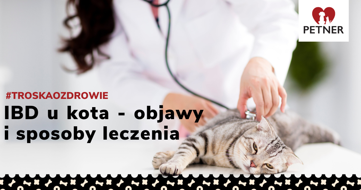 Ibd U Kota Objawy I Leczenie Kotów Z Nieswoistym Zapaleniem Jelit 5627