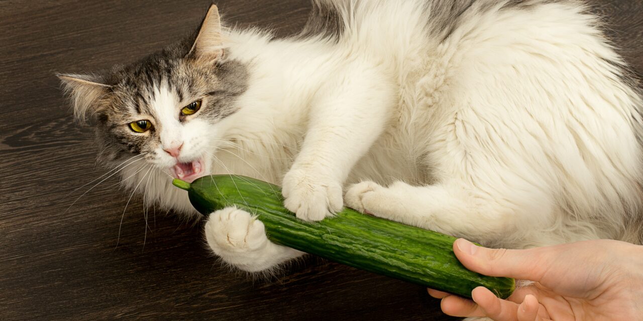 Dlaczego koty boją się ogórków? Mamy odpowiedź!