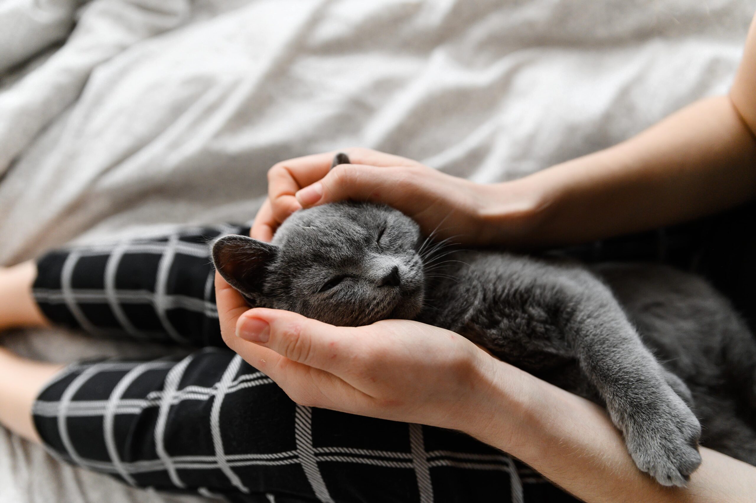 Co to oznacza, jak kot śpi na człowieku? Mamy odpowiedź!