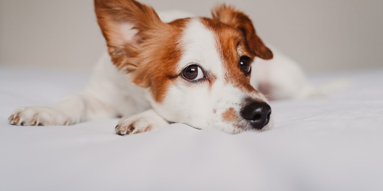 Zapalenie ucha u psa – jak się objawia, jak leczyć?